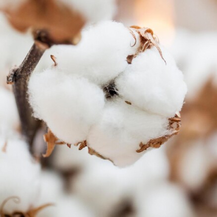 Environmental Comparison of End-of-Life Options for Cotton T-Shirts