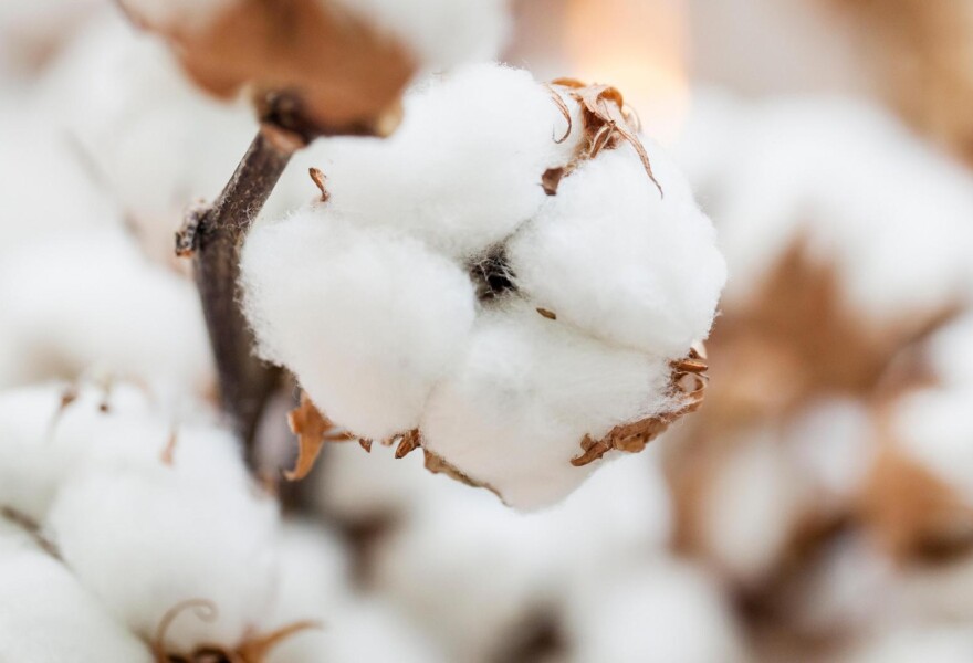 Environmental Comparison of End-of-Life Options for Cotton T-Shirts