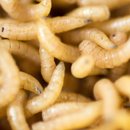 Ynsect worms sustainable food