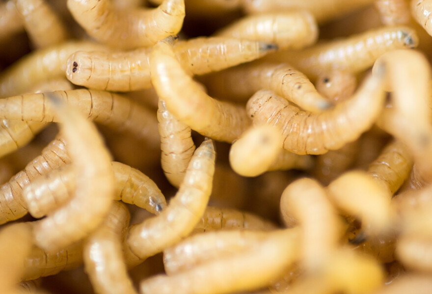Ynsect worms sustainable food