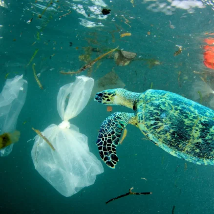 Plastic Pollution