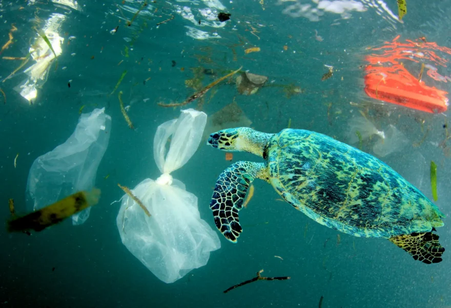 Plastic Pollution