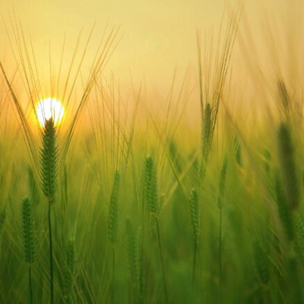 An environmental footprinting tool for transparent and sustainable agri-food sourcing