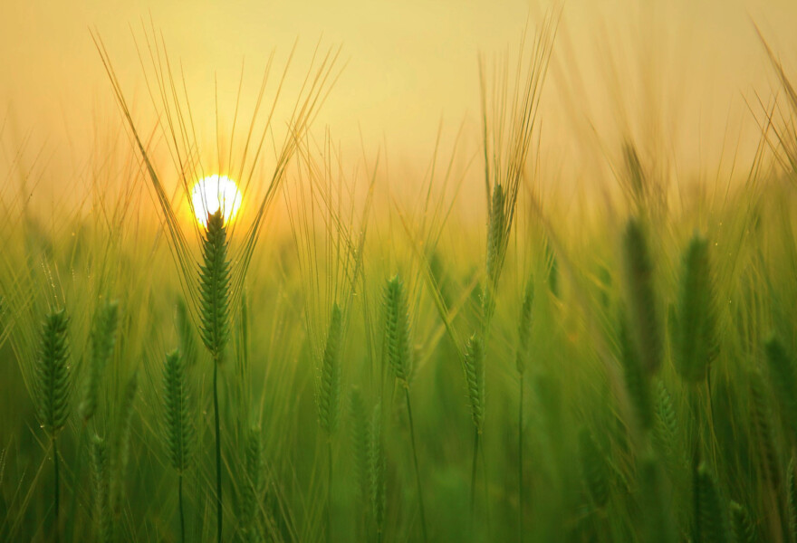 An environmental footprinting tool for transparent and sustainable agri-food sourcing