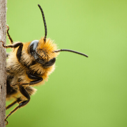 Assessing ecotone's impacts on nature to develop a holistic, relevant and effective biodiversity strategy