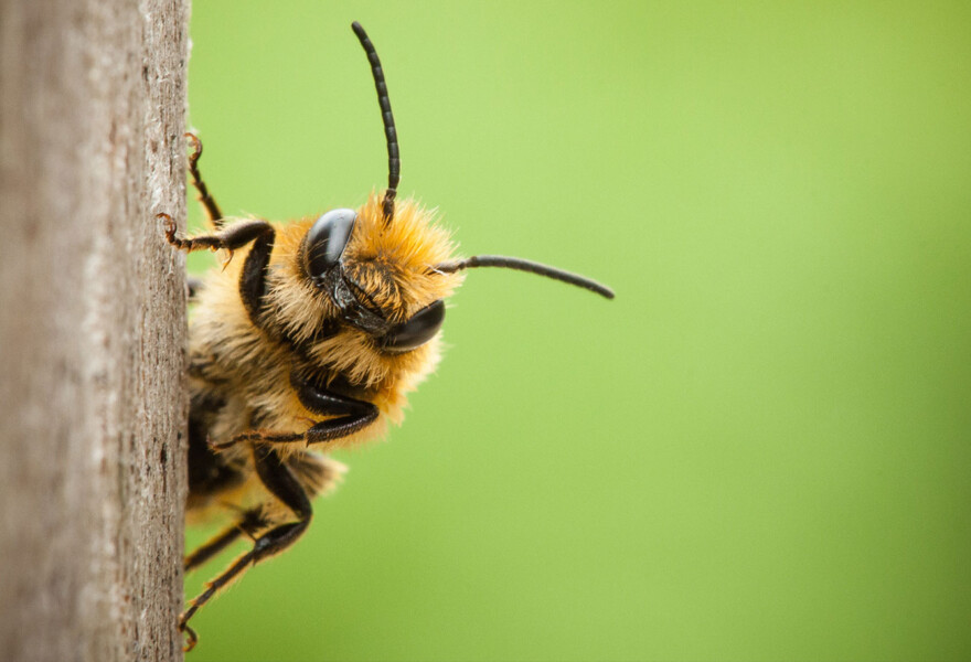 Assessing ecotone's impacts on nature to develop a holistic, relevant and effective biodiversity strategy