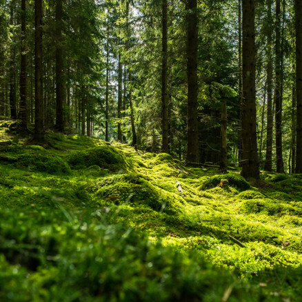 International day of forest