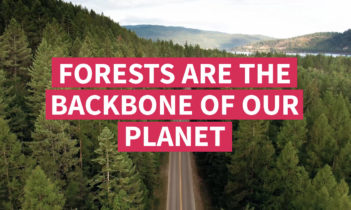 International Day of Forests: Resources to take a bold step towards zero deforestation