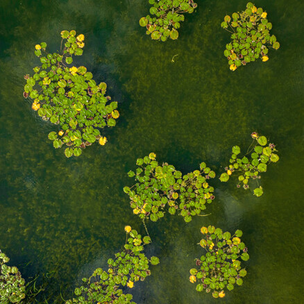 Biodiversity corporate action
