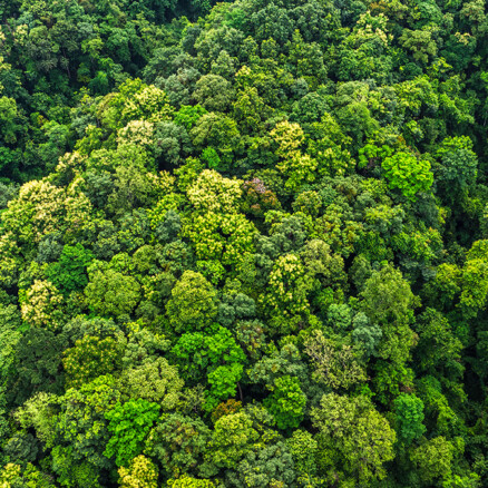 Carbon offsetting