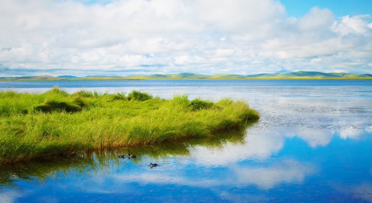 The Business and Ecosystem Value of Biodiversity