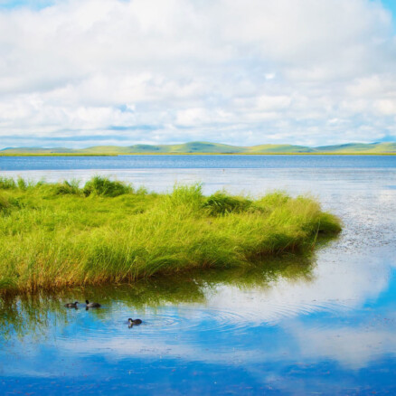 The Business and Ecosystem Value of Biodiversity