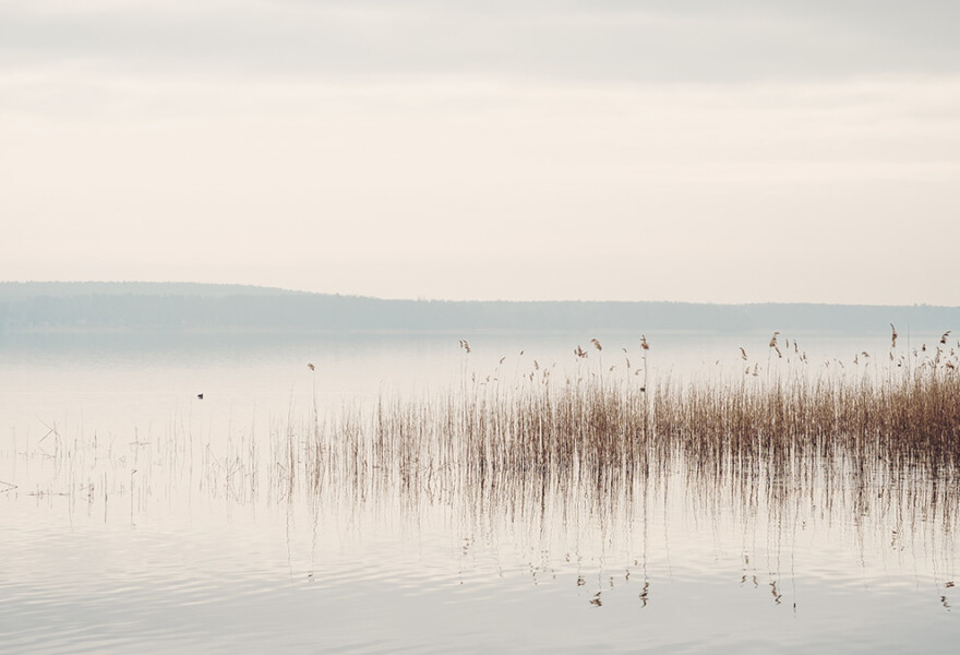 greenhushing - silence