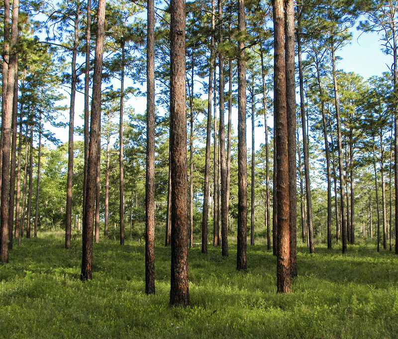 Mitigation, Restoration + Adaptation Strategies