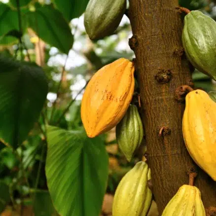 greenhouse gas accounting standard for the cocoa sector