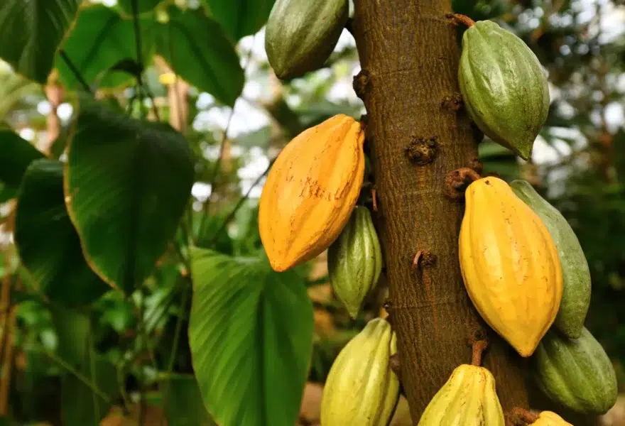 greenhouse gas accounting standard for the cocoa sector