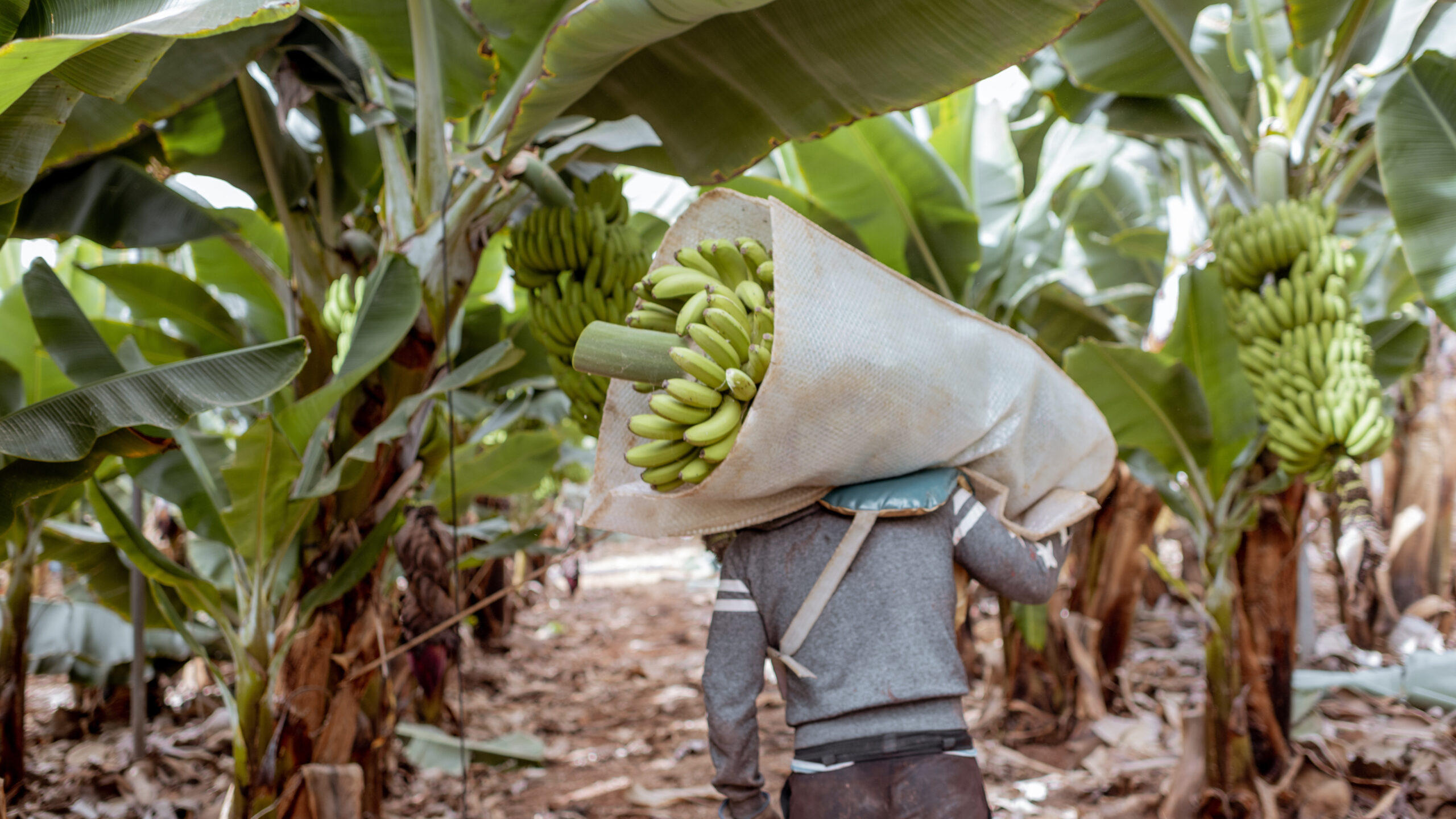 Resilience in Agrifood Supply Chains - banana field