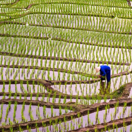 Resilience in Agrifood Supply Chains - rice field