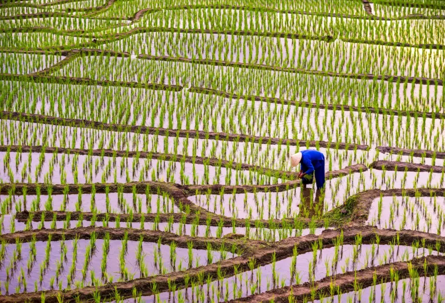 Resilience in Agrifood Supply Chains - rice field